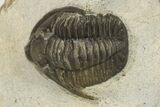 Two Proetid (Diademaproetus) Trilobites - Ofaten, Morocco #206472-7